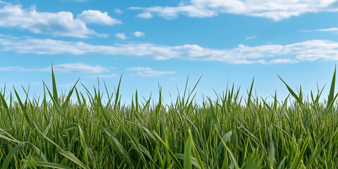 Obraz premium Lush green grass sways gently under bright blue sky dotted with fluffy clouds, creating serene and peaceful landscape. 