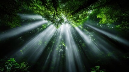 Obraz premium Penetrating rays of sunlight illuminate the dense forest canopy, creating a breathtaking spectacle of light and shadow amid the tranquil wilderness.