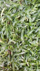 The green carpet of leaves is so refreshing after the rain.