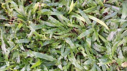 The green carpet of leaves is so refreshing after the rain.