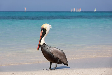 Pelican resting on the sand of the Atlantic ocean beach against sailboats. Wild bird on blue waves background