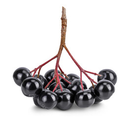 Chokeberry isolated on white background. Black aronia.