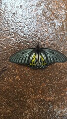 Butterfly on a wet pathway