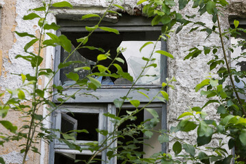 Old building with broken window and plants growing out of it