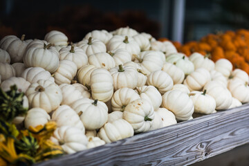 Pumpkins. Pumpkins for sale at a Pumpkin Patch. Halloween and Autumn Squash  piled upon each other for sale at a farmers market.