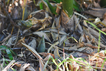 Green bamboo shoots on the farm