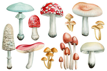 Wild forest mushrooms isolated, watercolor illustrations perfect for fall-themed projects, invitations, and decorations