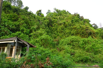 broken house in the forest