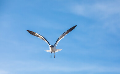 Freedom. Blue sky, ocean and flying seagull
