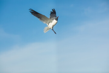 Freedom. Blue sky, ocean and flying seagull