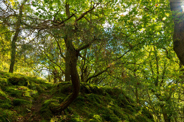 Fototapeta premium tree with green leaves is in the middle of a forest. The tree is tall and has a long trunk. The forest is lush and green, with sunlight shining through the trees