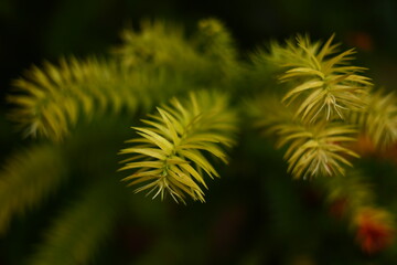 Rainy Forest. Detail macro photo.