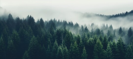 Foggy forest landscape nature trees mist.