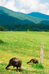 Cades Cove Turkeys
