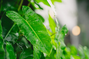 Against a vivid background, the lush green foliage of the tropical plant thrived, each leaf a testament to nature's remarkable growth and resilience in vibrant ecosystems.