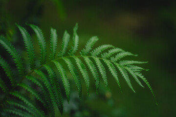 In a closeup of the garden, the tropical leaf revealed intricate patterns and rich textures, celebrating nature’s vibrant green growth and the beauty of lush foliage.