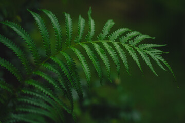 In a closeup of the garden, the tropical leaf revealed intricate patterns and rich textures, celebrating nature’s vibrant green growth and the beauty of lush foliage.