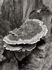 Black and white mushrooms