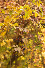autumn leaves in the rain