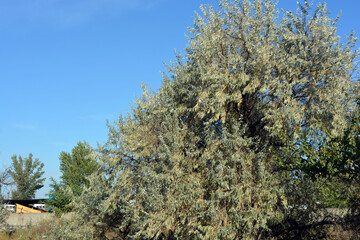Beautiful, bright Ukrainian nature. Blue beautiful sky, saturated green trees, steppe with dry grass with a gray cement fence and paths.