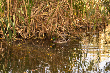 duck in the pond