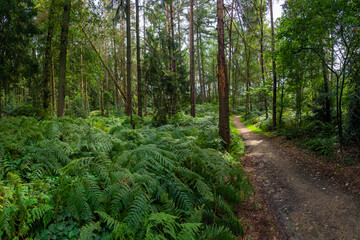 Der Wendelmannweg als Fahrradweg und Wanderweg, Bad Bentheim, Deutschland