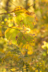 autumn leaves in the forest