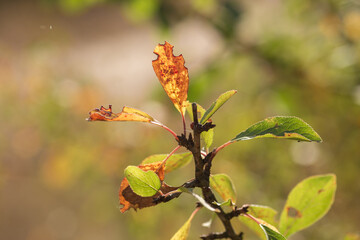 autumn leaves in the forest