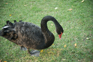 black swan on the grass
