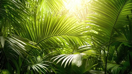 Fototapeta premium High-resolution photo of lush tropical palm leaves basking in sunlight, with vibrant green hues and detailed textures creating a serene natural setting.