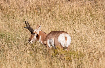 Pronghorn Antelope Buck in Wyoming in Autumn