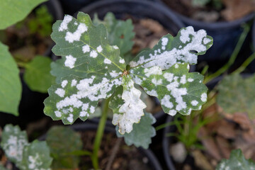 Powdery mildew infestation (Ascomycota fungus) on leaves of oak Quercus robur