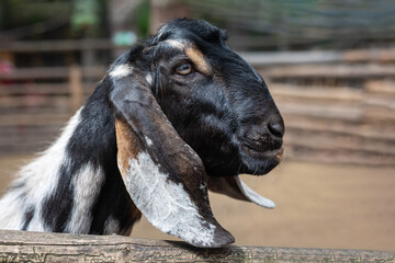 Side head profile of a domesticated Anglo-Nubian goat