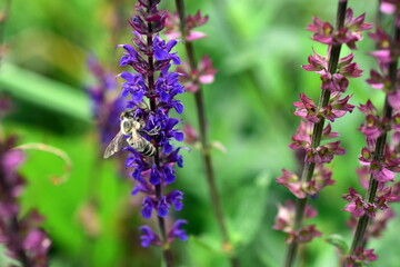 Biene an einer Salbeiblüte