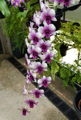 Long purple and white cluster of Dendrobium hybrid orchids at full bloom