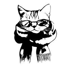 black and white cat