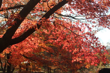 紅葉