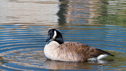 Obraz premium Canadian Geese Migrating Over a Serene Lake