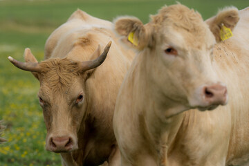 Dairy cows. Cattle in grass field. Cow in grassy pasture. Cattle cow grazing on farmland.