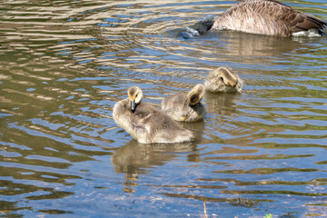 Canadian Goose Family Swimming in Calm Lake