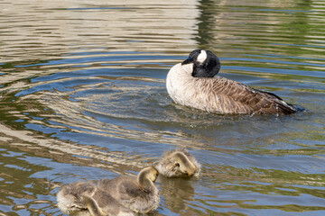 Canadian Geese Family Gliding Across the Lake