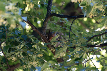 Chameleon Camouflaging on a Branch in the Forest