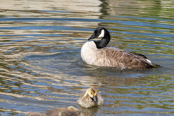 Canadian Goose Bathing at the Duck Pond