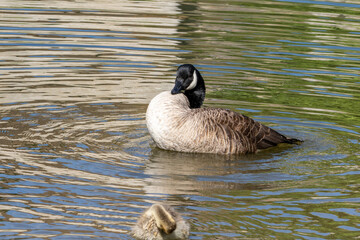 Canadian Goose Swimming in Tranquil Duck Pond