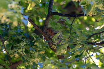Nesting Passerine Bird Fledglings in Tropical Rainforest