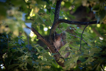Sunlit Oak Tree Branches in a Lush Forest