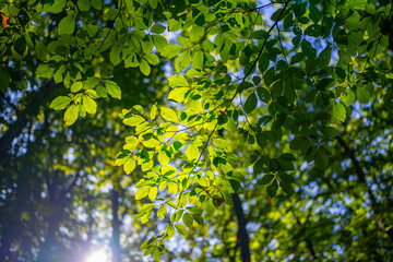 Leaf blurred background. Green leaf on blurred greenery background. Bokeh summer nature background. Green nature. Green leaf in forest. Leaves blurred backdrop. Green leaf background.