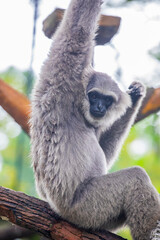 a Silvery gibbon hands on the tree.
It is a primate in the gibbon family Hylobatidae. It is endemic to the Indonesian island of Java, where it inhabits undisturbed rainforests.