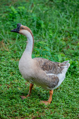 African Goose is a breed of domestic goose. It is one of two domestic breeds that derive from the wild species Anser cygnoides. 