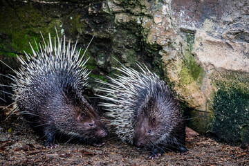 The Malayan porcupine (Hystrix brachyura) is a species of rodent in the family Hystricidae. 
It is a large and stout-bodied rodent covered with quills which are sharp, rigid structures. 